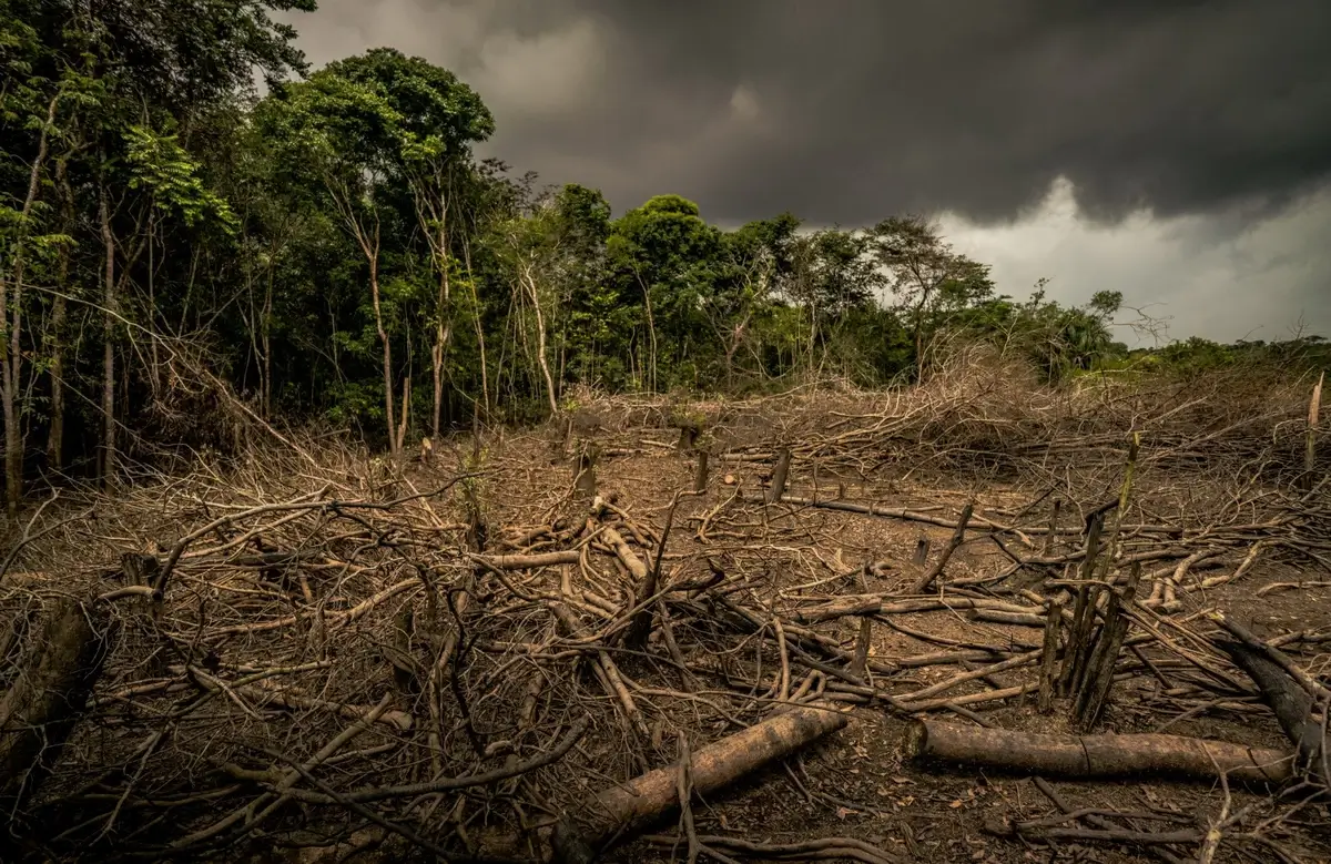 Rainforest deforestation