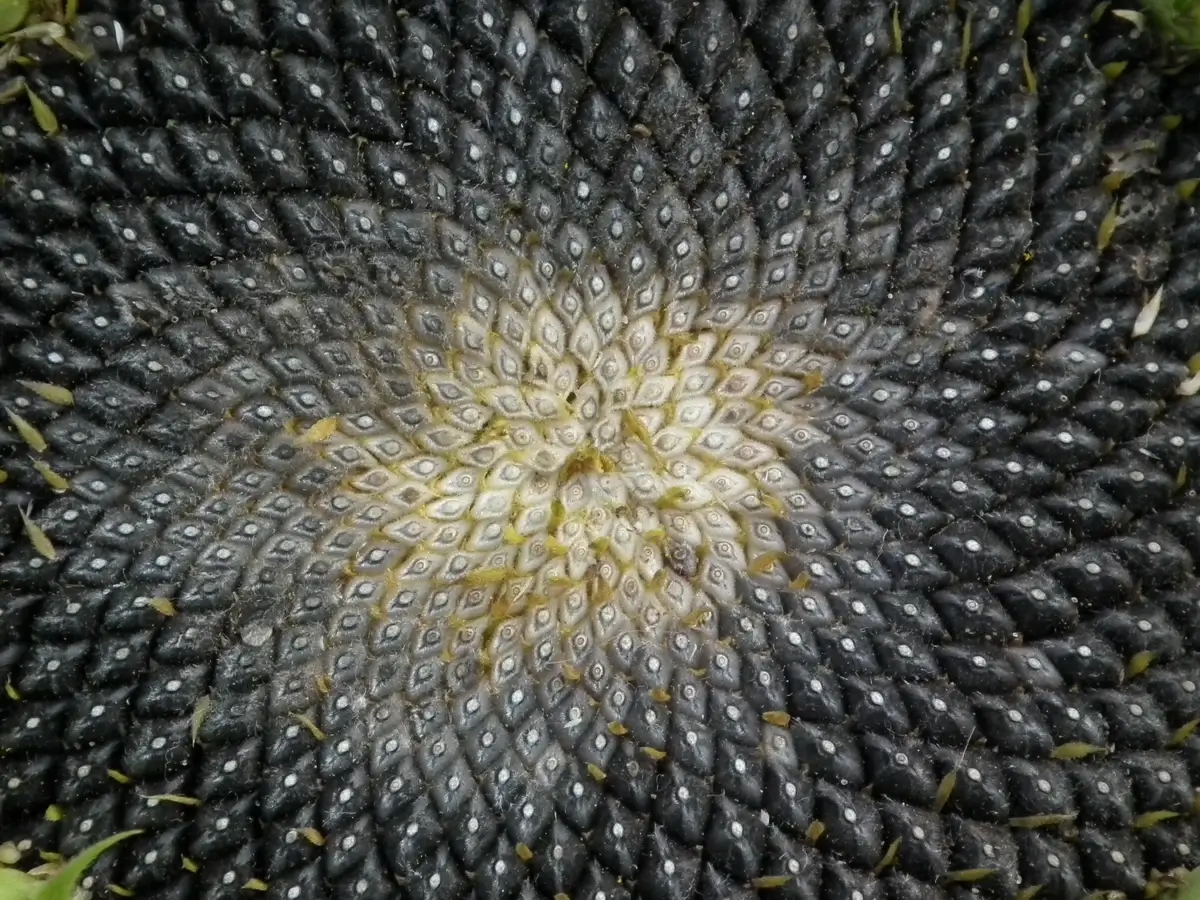 A close-up of a sunflower, showcasing the spirals of seeds that follow the Fibonacci Sequence