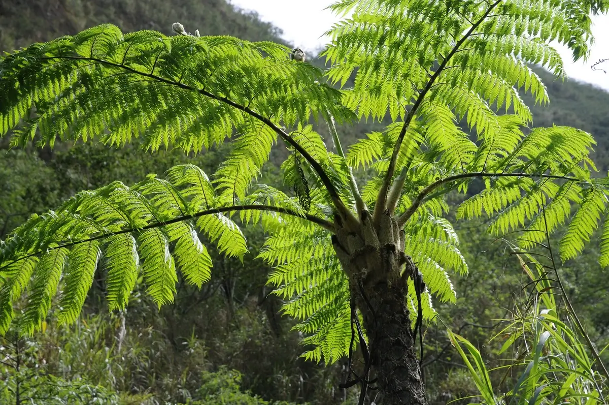 A towering tree fern