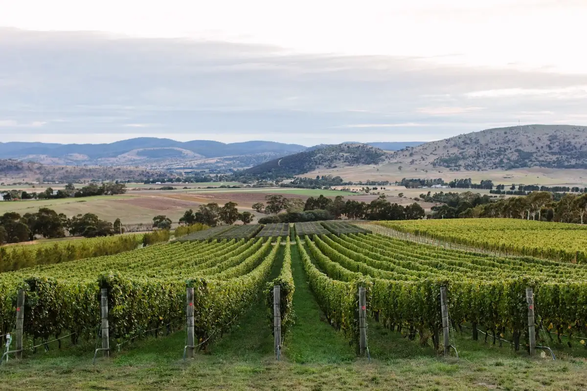 A picturesque vineyard in Tasmania