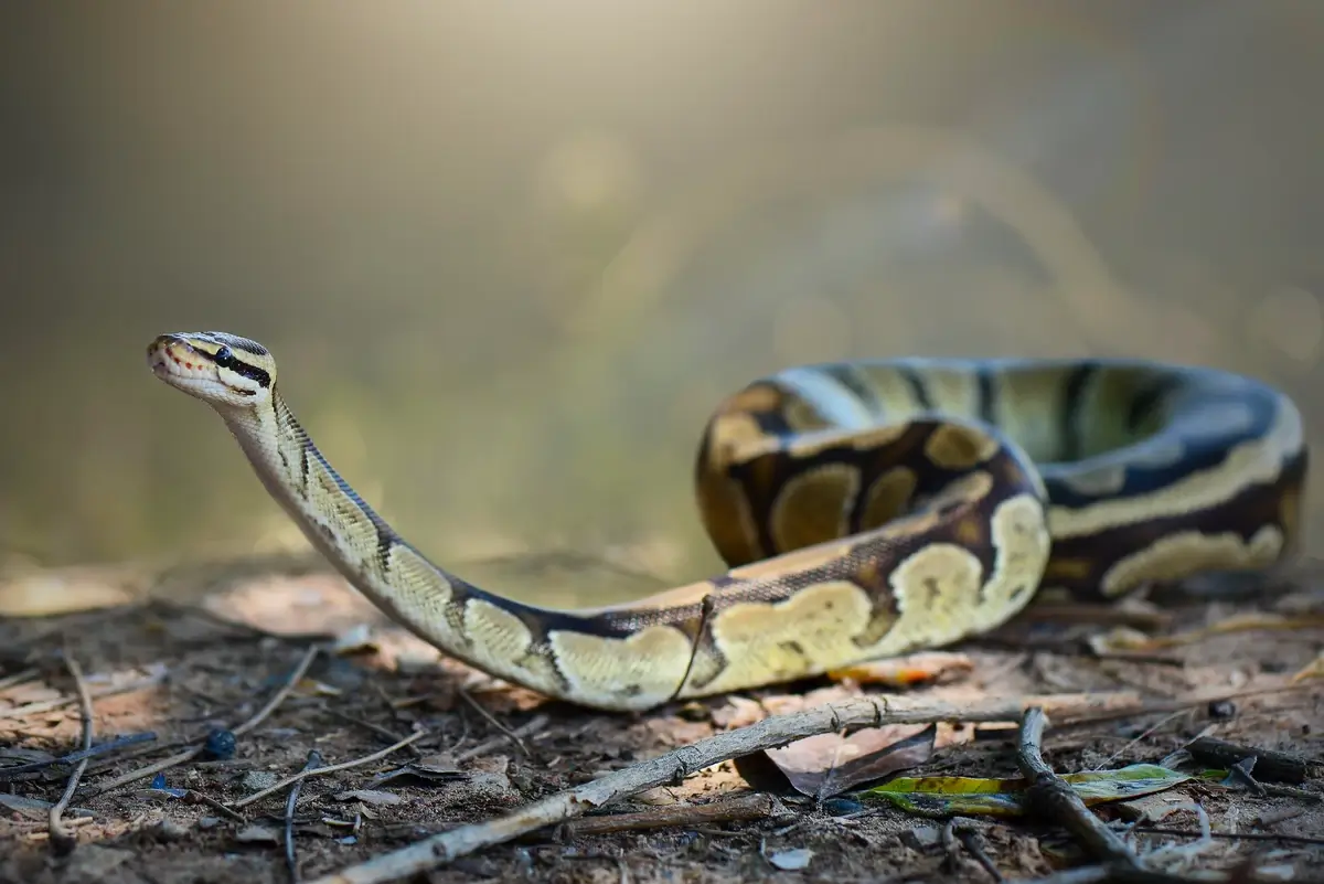 A ball python in a dry environment
