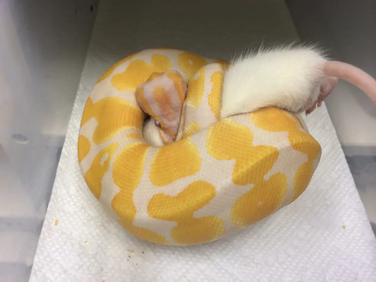 A ball python strangles a mouse