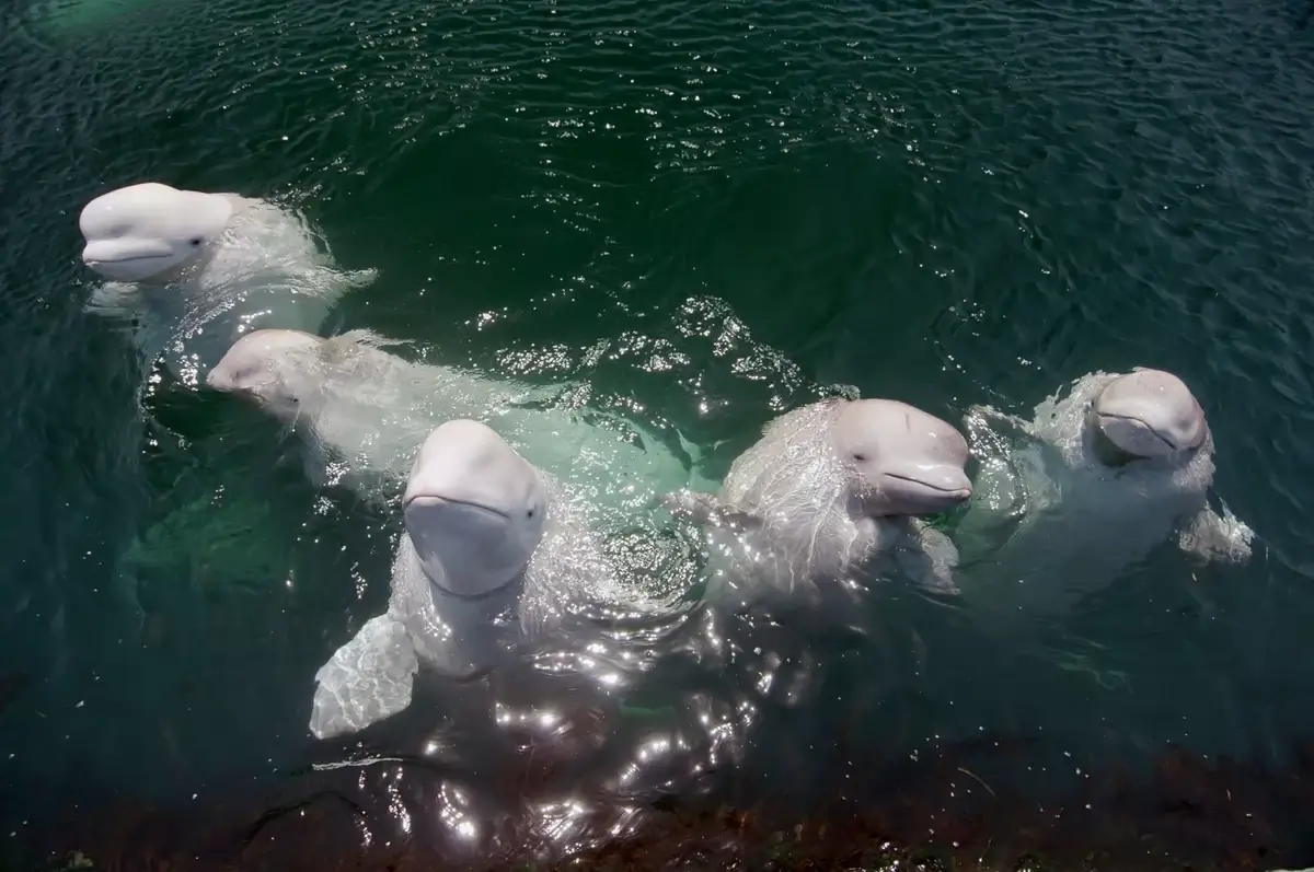 A group of belugas interacting playfully