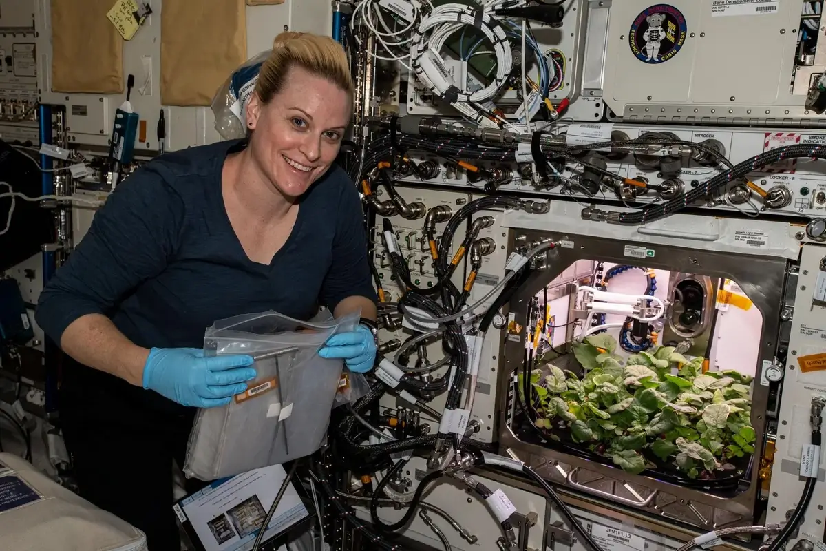 Astronauts conducting plant growth experiments aboard the International Space Station