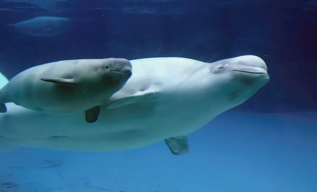 Beluga calf alongside an adult, showcasing the color difference