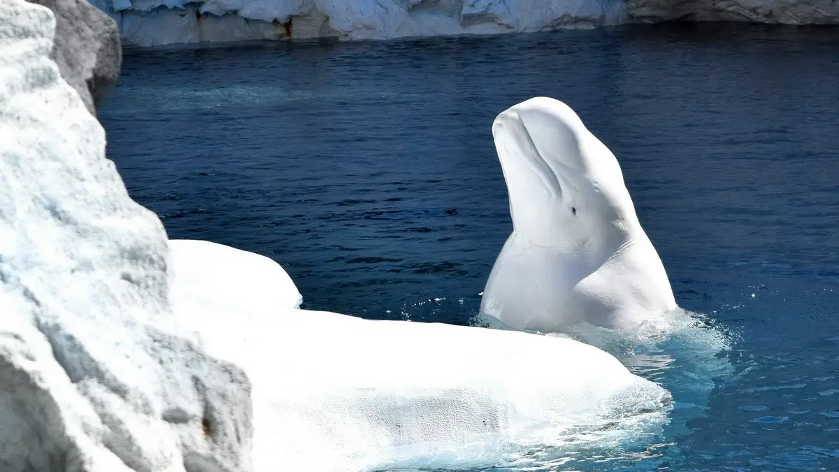 Beluga in its Arctic habitat