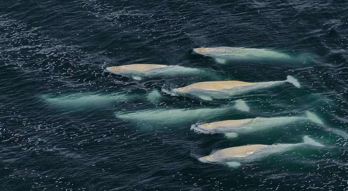 Beluga whale catches fish