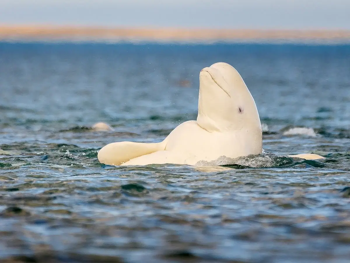 Beluga whale in its natural marine ecosystem
