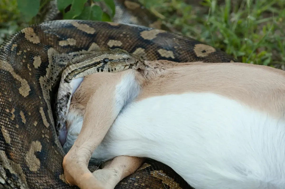 Burmese python eats roe deer