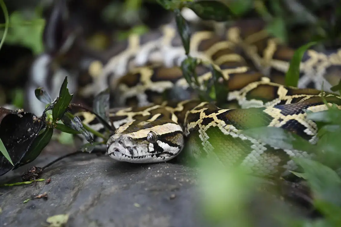 Burmese python in a protected natural reserve