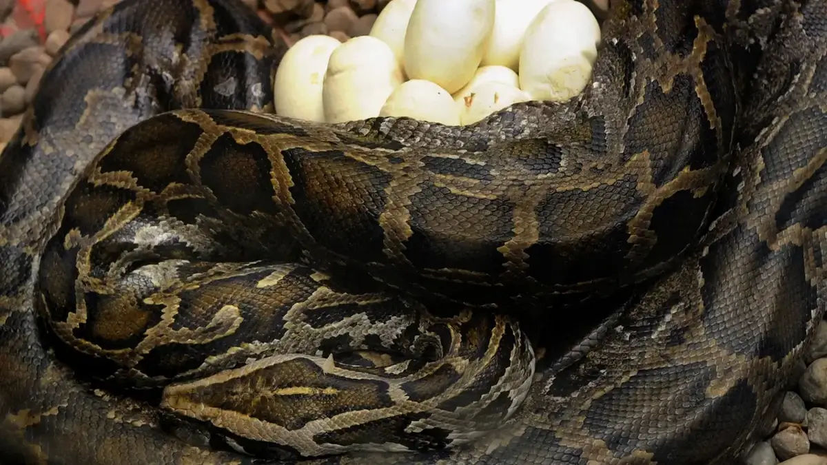Burmese python laid eggs