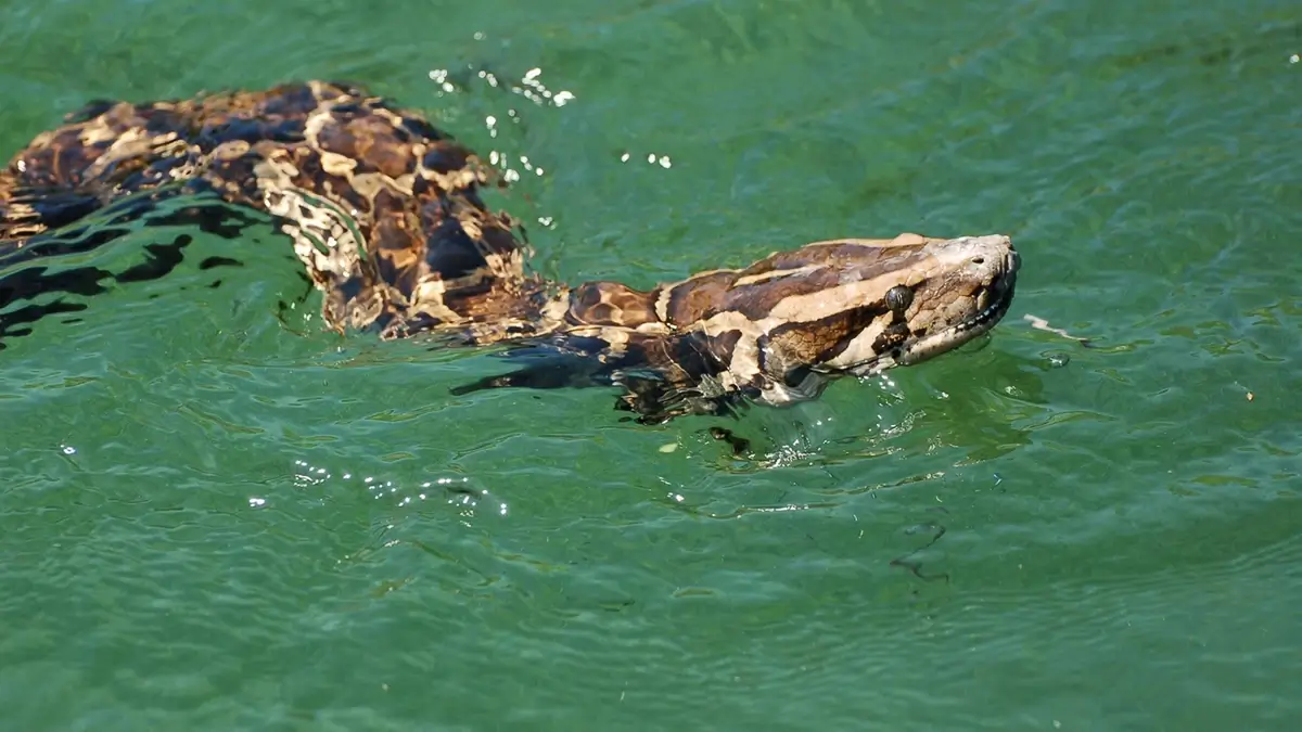 Burmese python swim in water