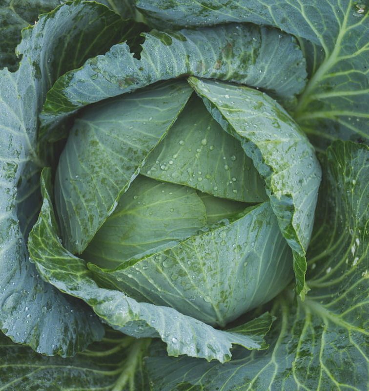 Cabbage fun facts