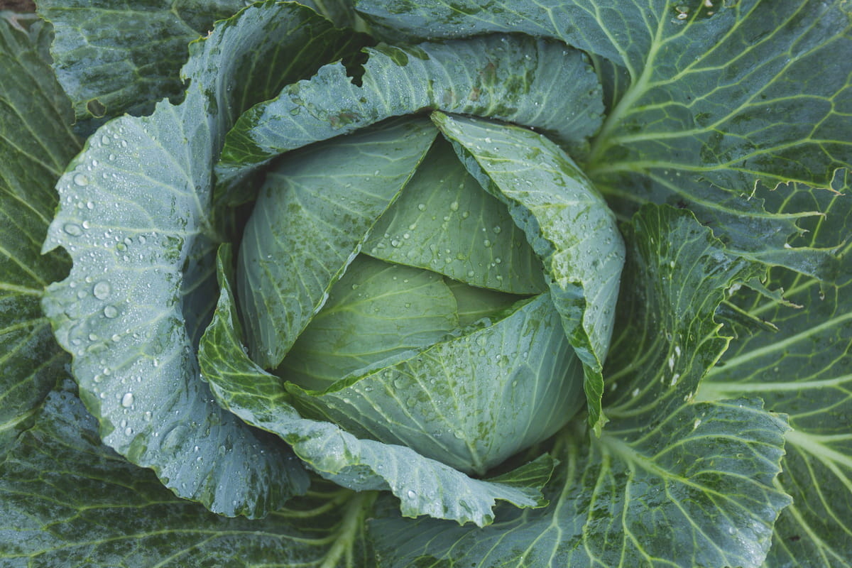 Cabbage fun facts