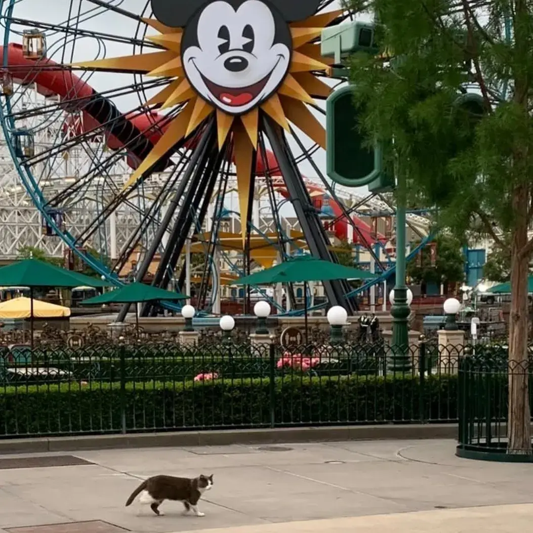 Cats of Disneyland