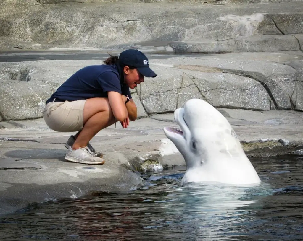 Conservationists working on a beluga research project