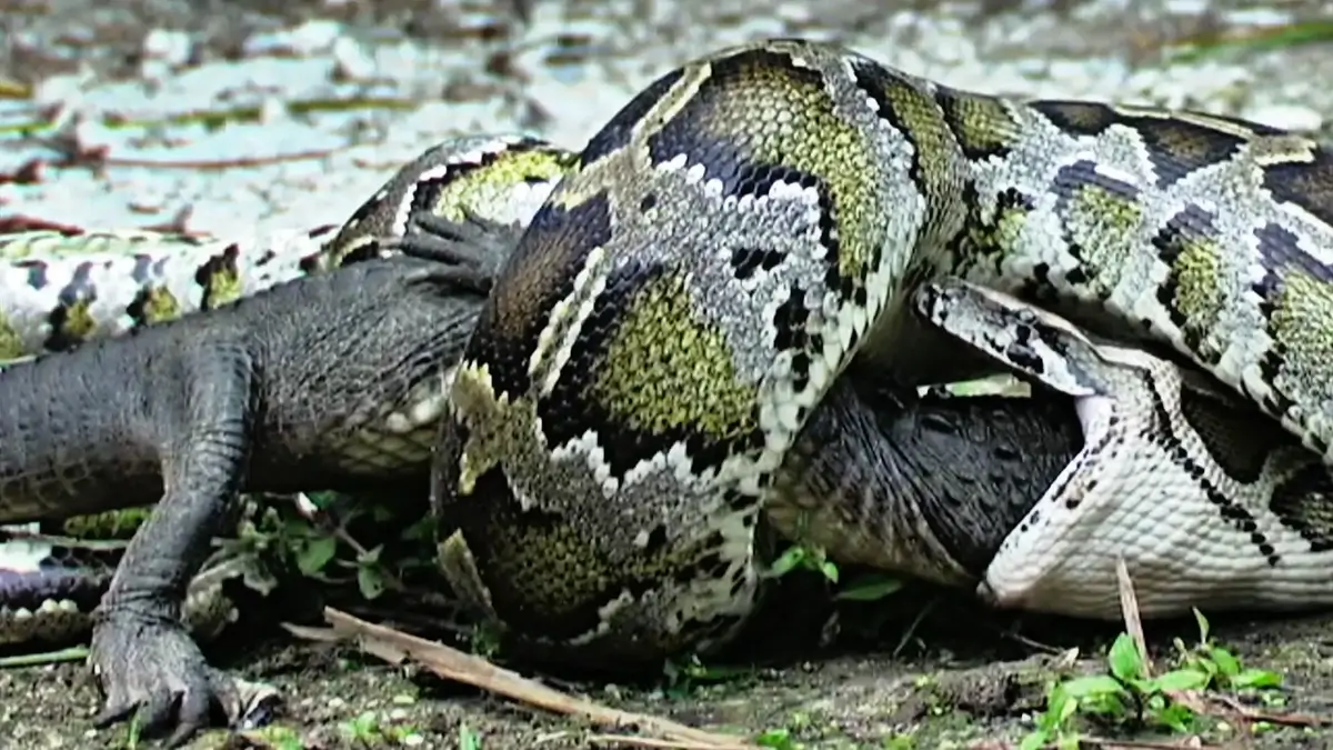 Giant Burmese Python Eats Alligator