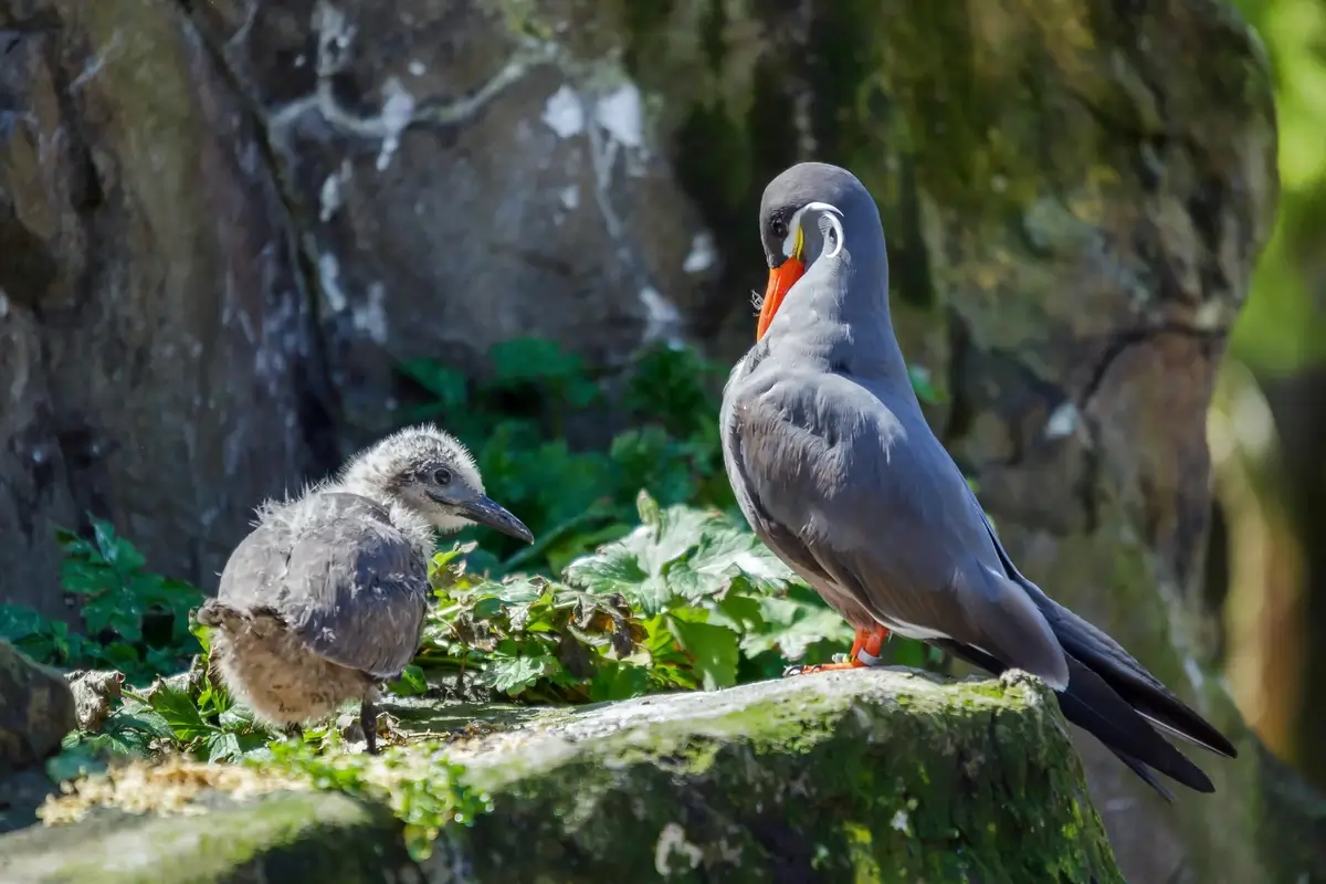 Inca Tern and Chick