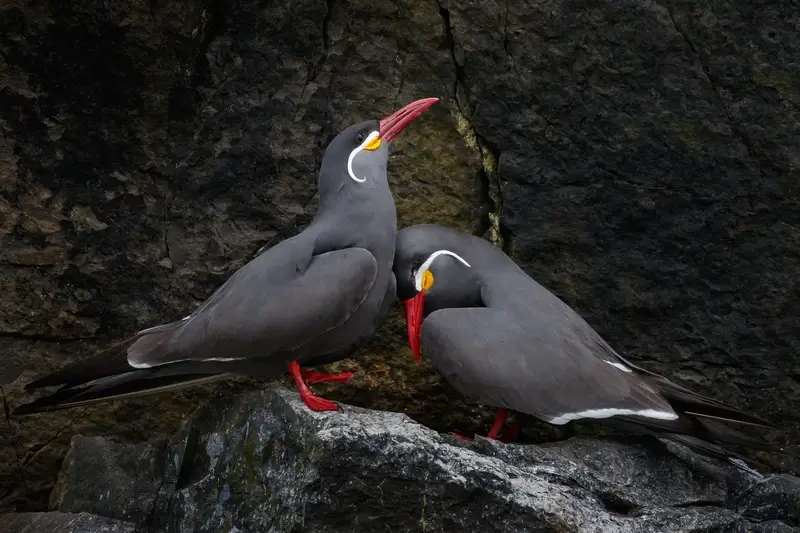 Inca Terns courtship behavior