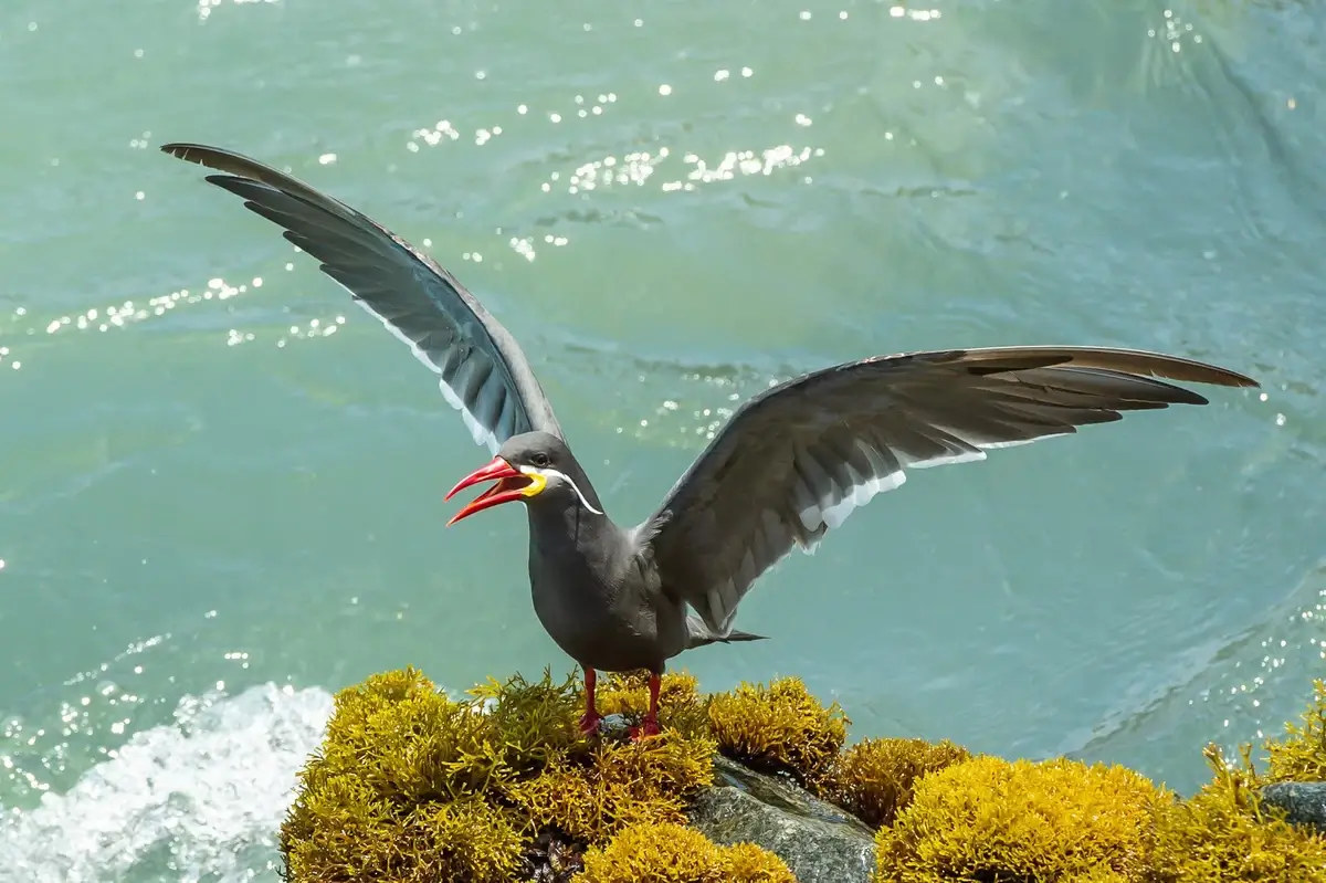 Inca Terns in a marine ecosystem