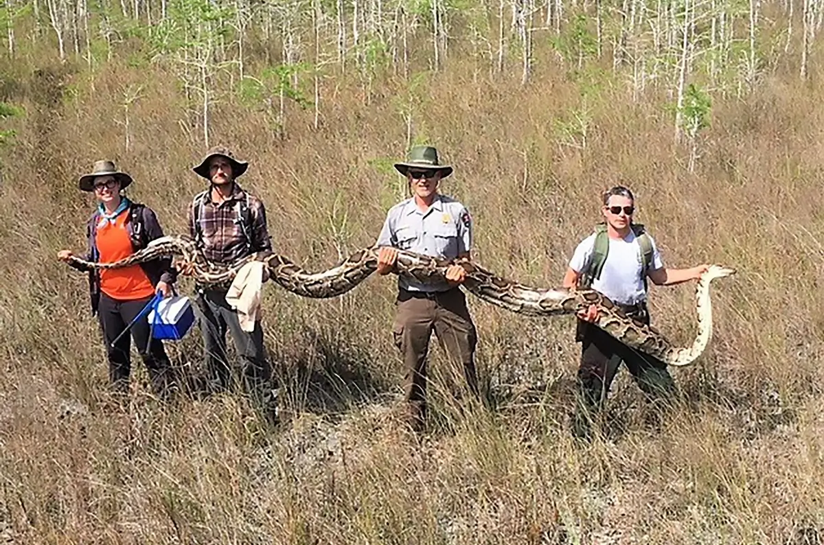 People hold Burmese python in their arms