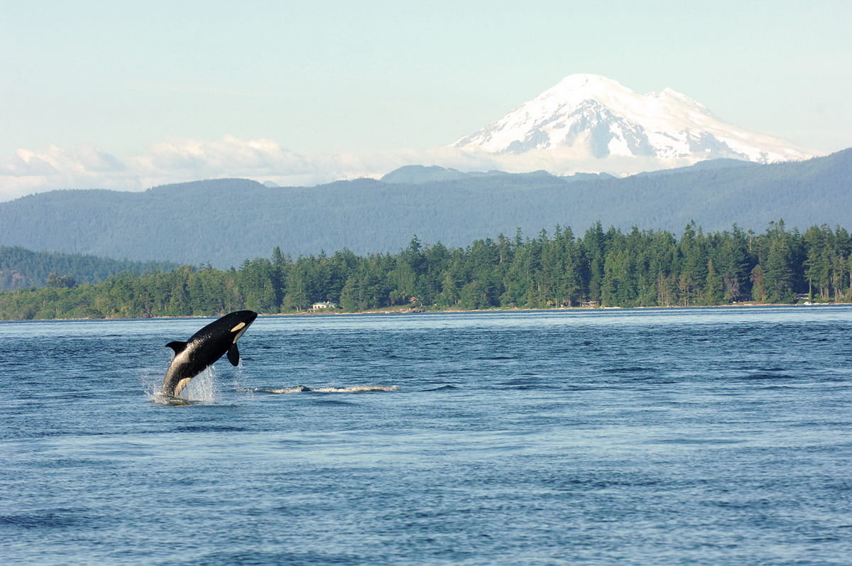 Fun Facts About Puget Sound