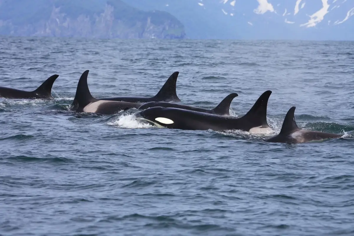 Puget Sound orcas