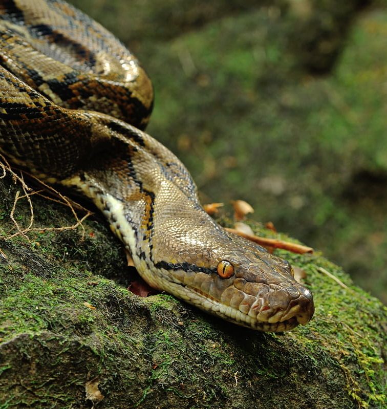 Reticulated pythons fun facts