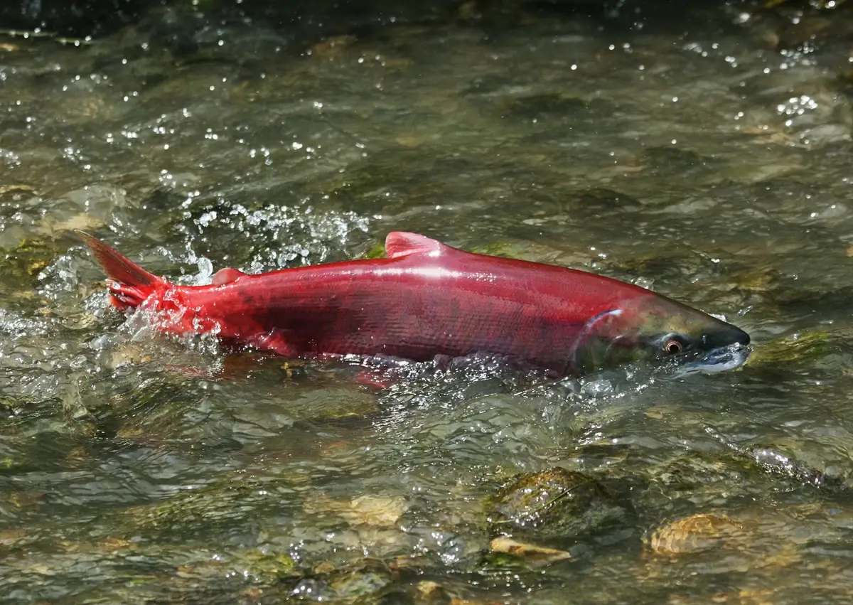 Salmon migration in Puget Sound