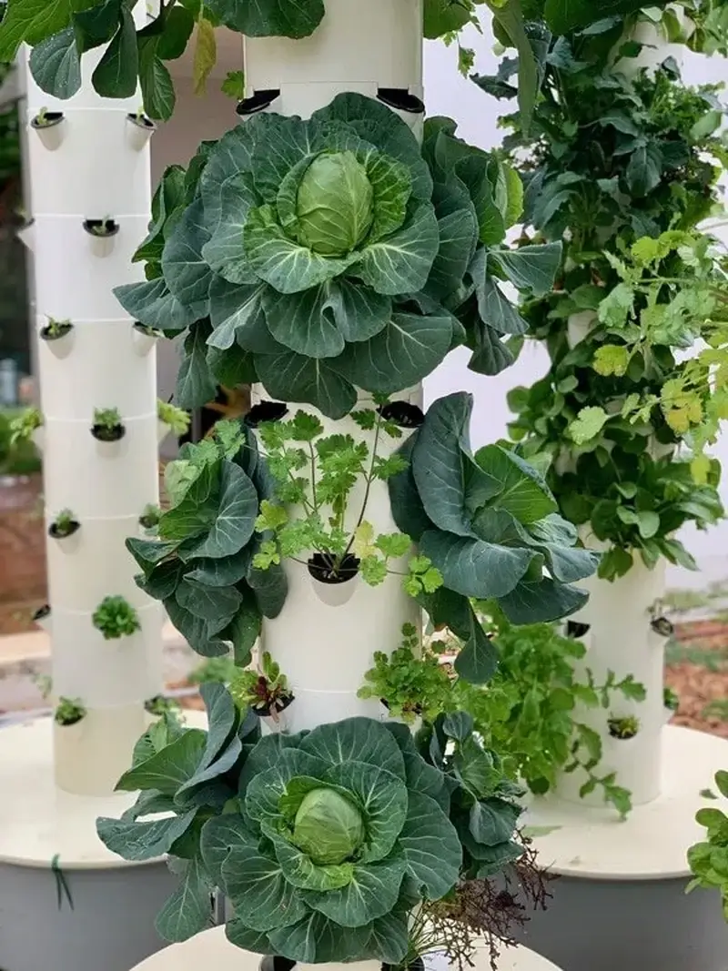 Aeroponic cabbages tower garden