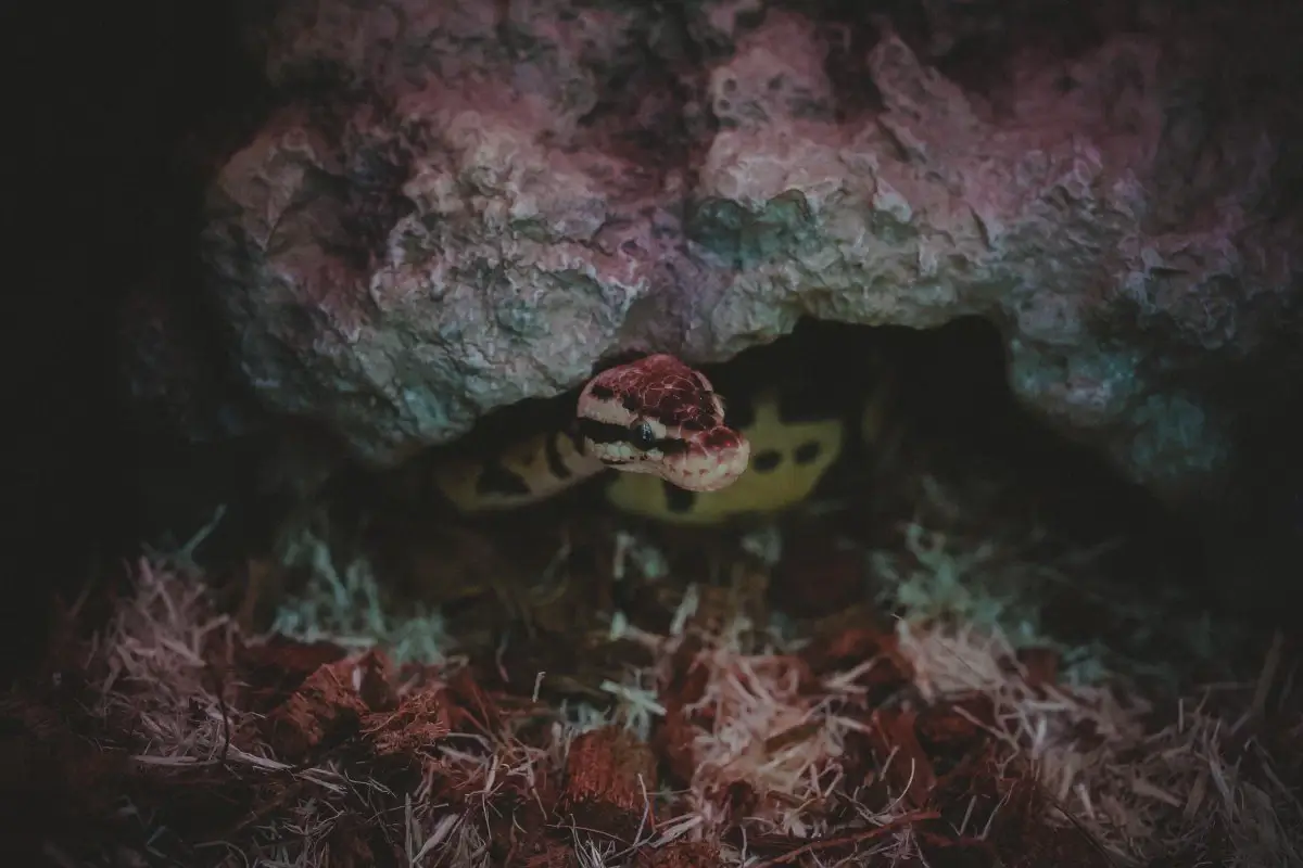 A ball python active at night