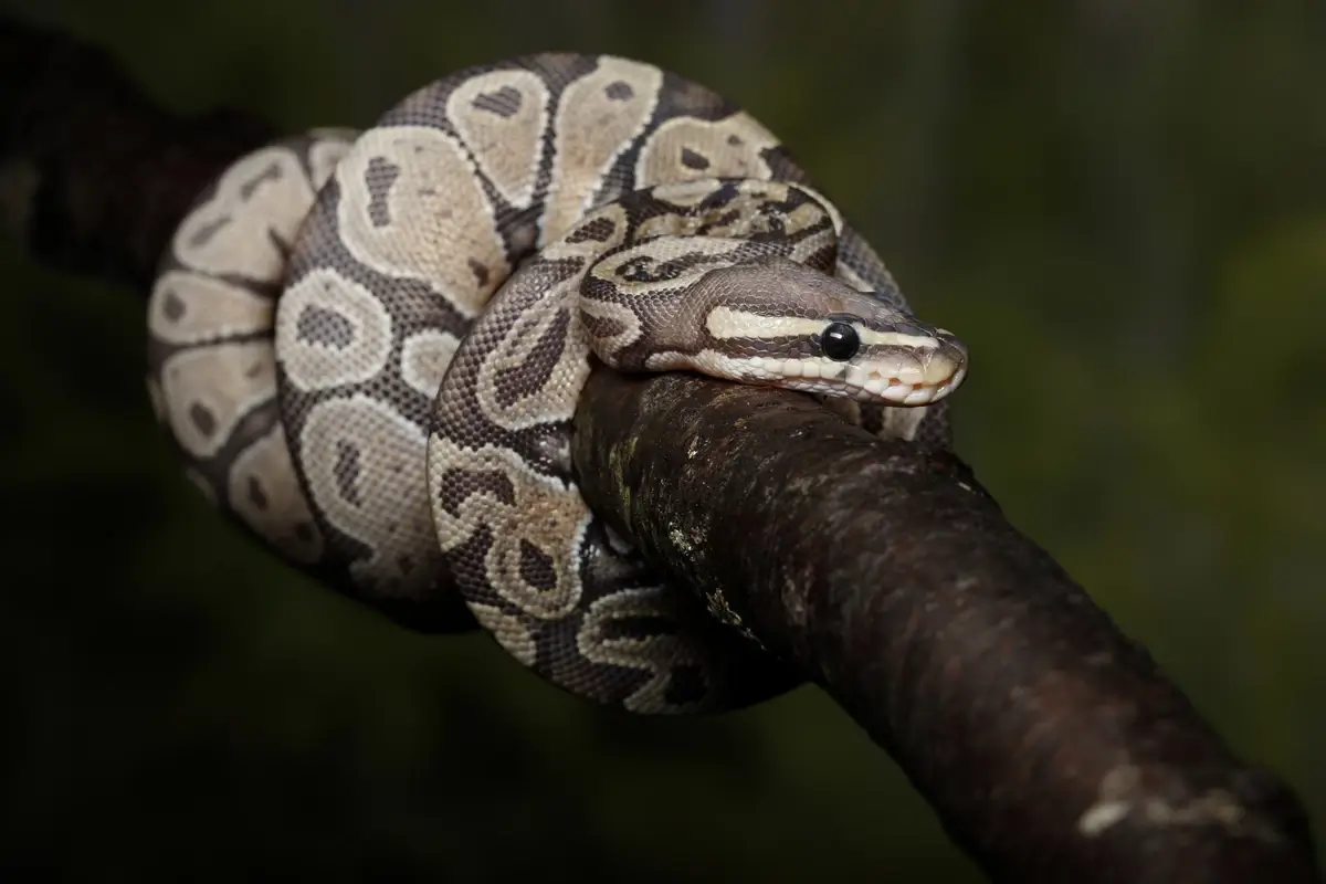 A ball python on a branch