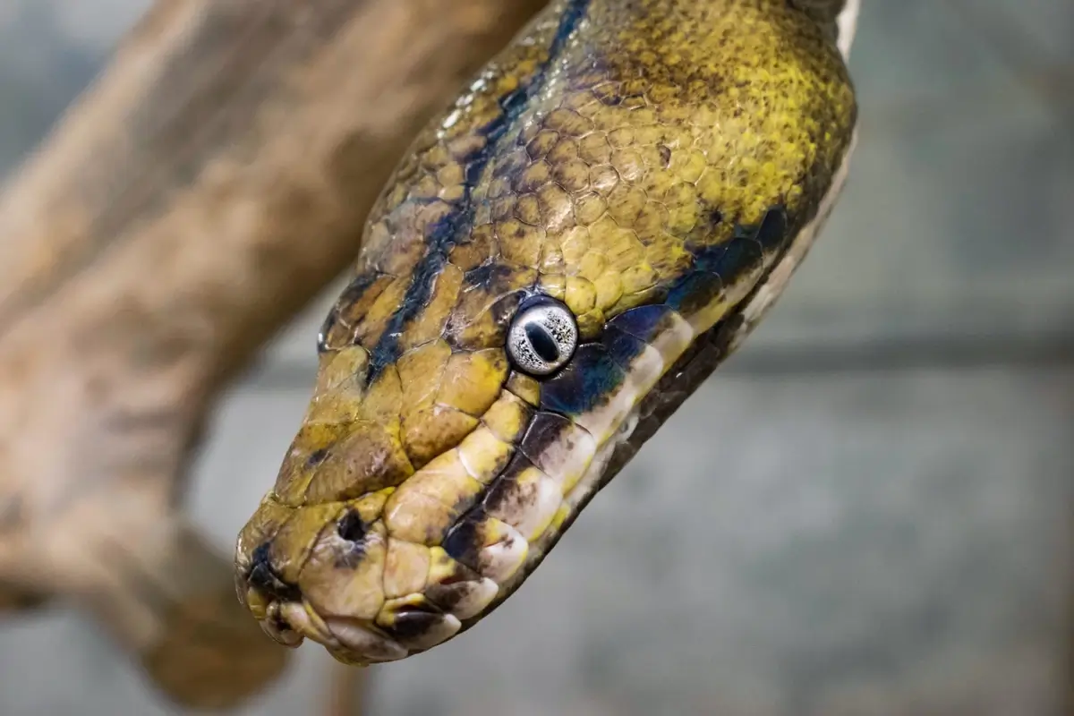 Close-up of a reticulated python's head, showing heat-sensing pits