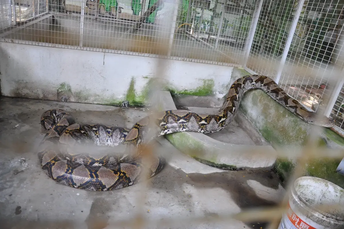 A reticulated python in a zoo enclosure