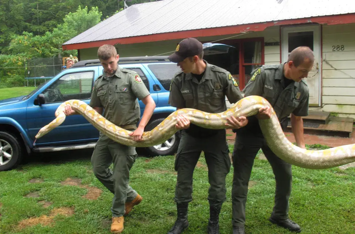Reticulated python in proximity to a human settlement