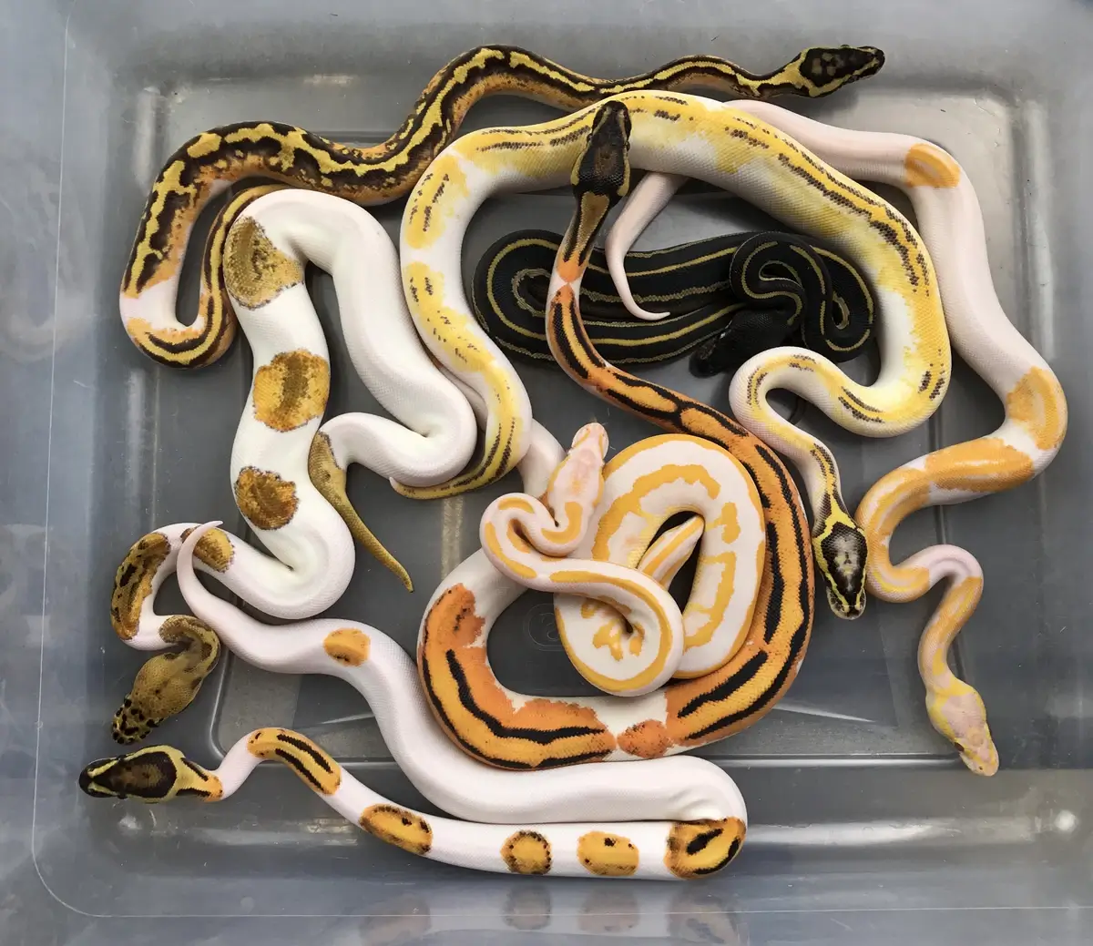 A variety of ball python morphs