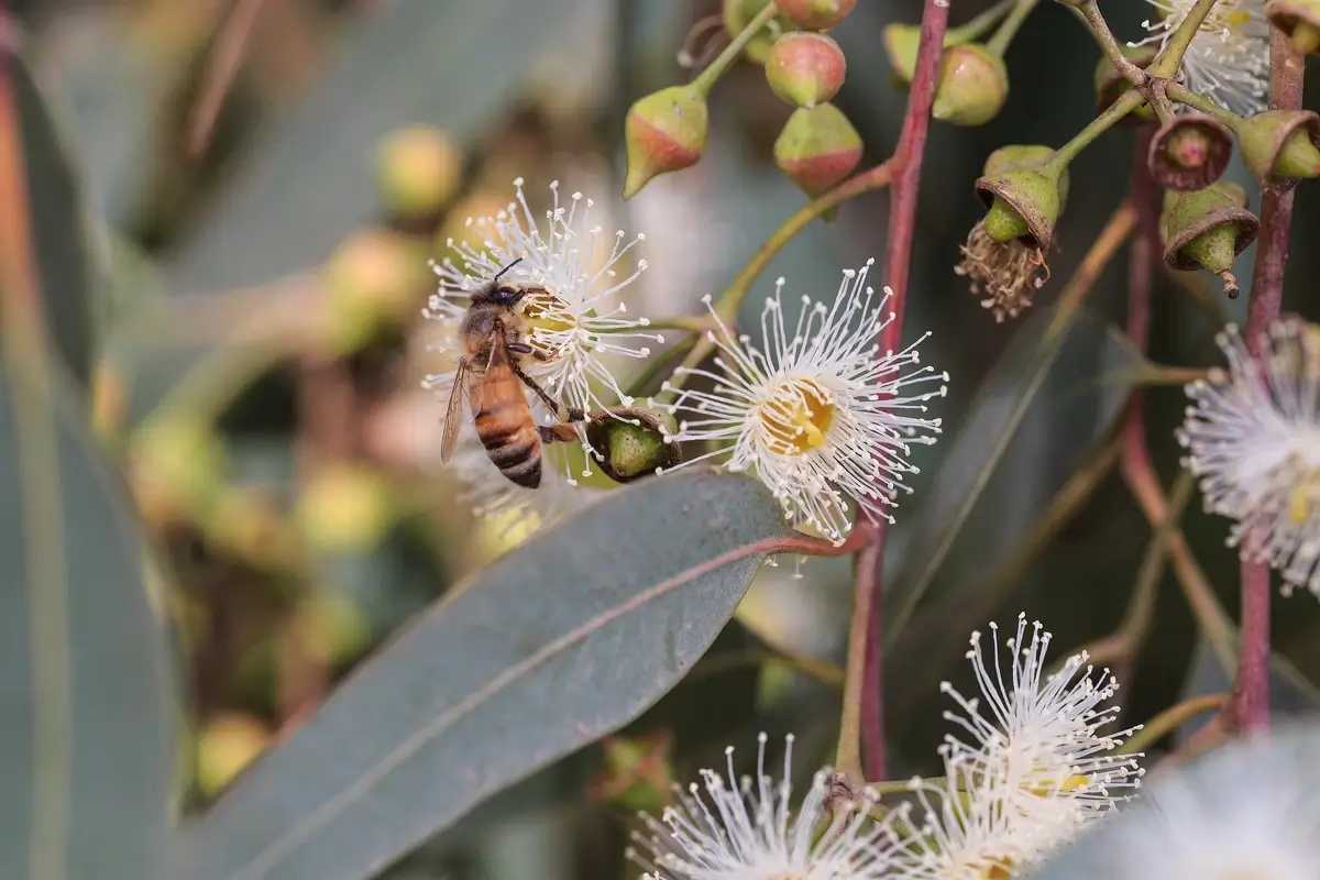 A bee pollinating a eucalyptus flower