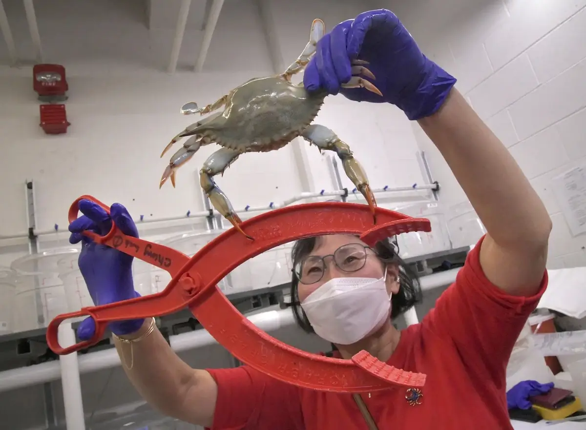 A blue crab in a research setting