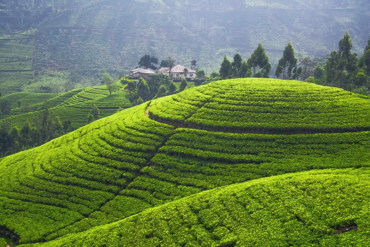 Aerial view of tea plantation