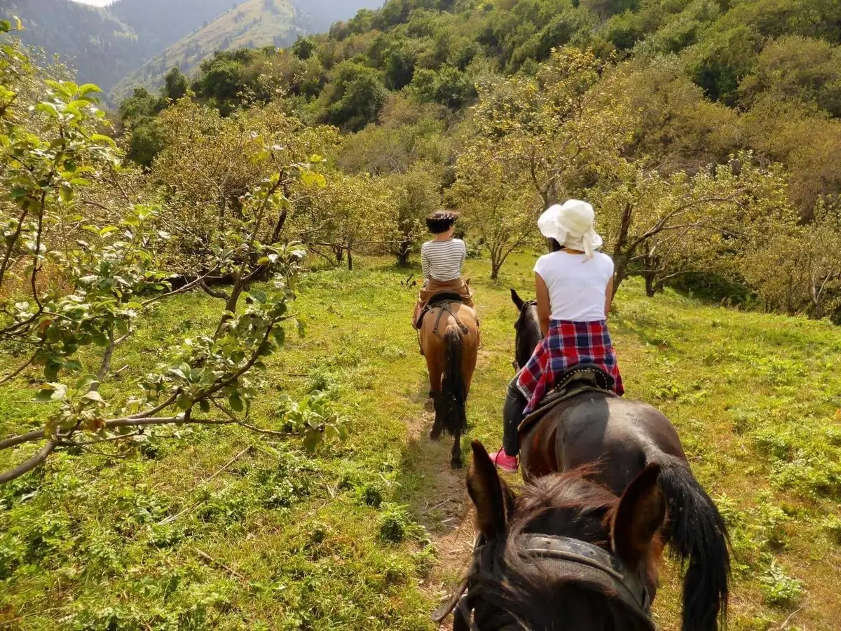 Almaty's ancient apple forests