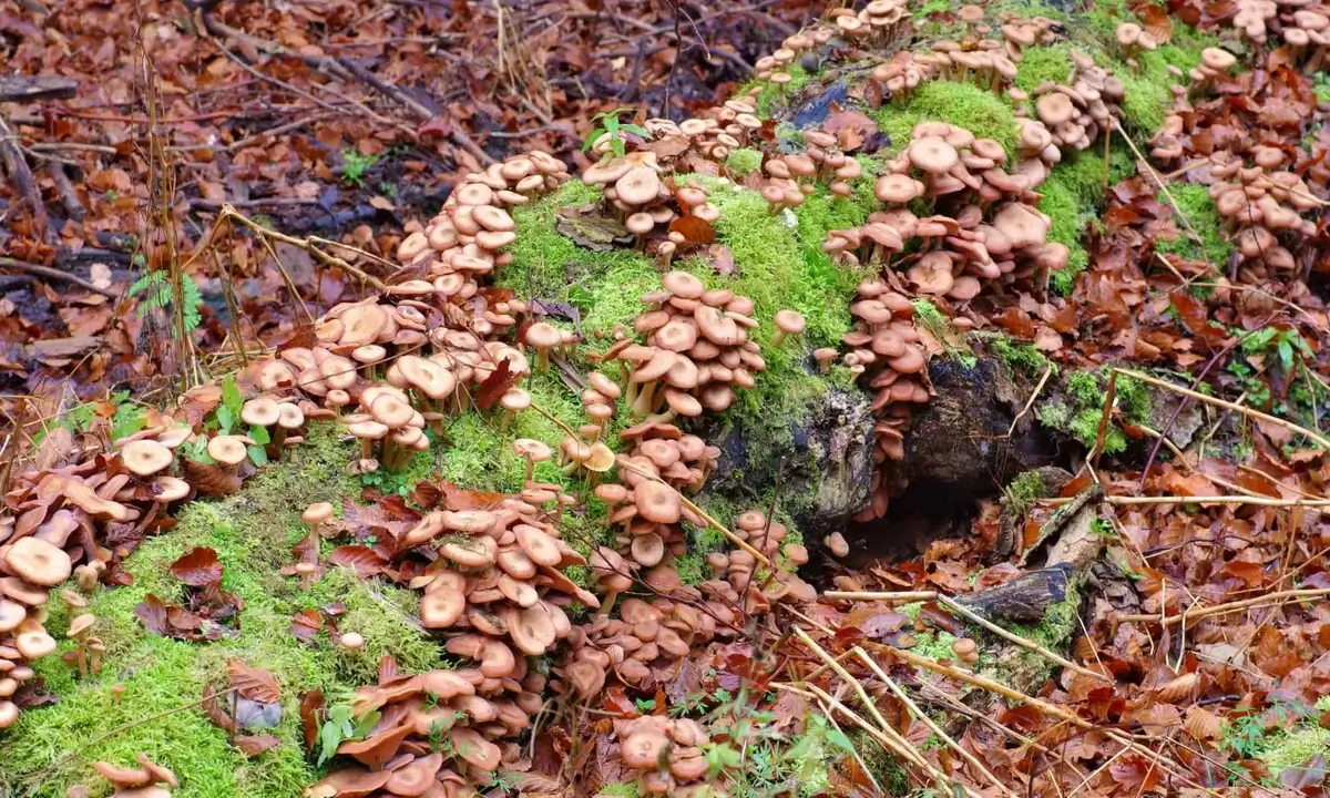 Armillaria ostoyae in Oregon