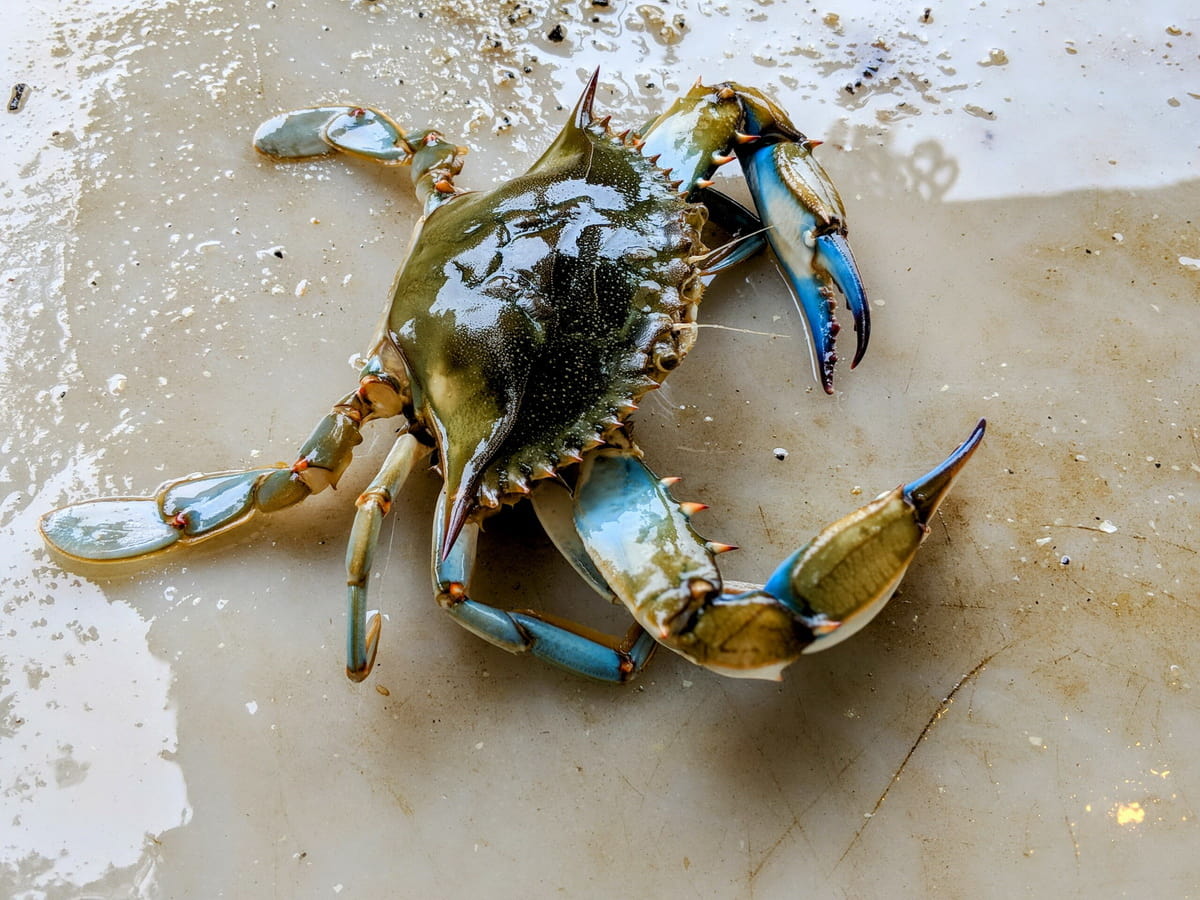 Blue Crab fun facts