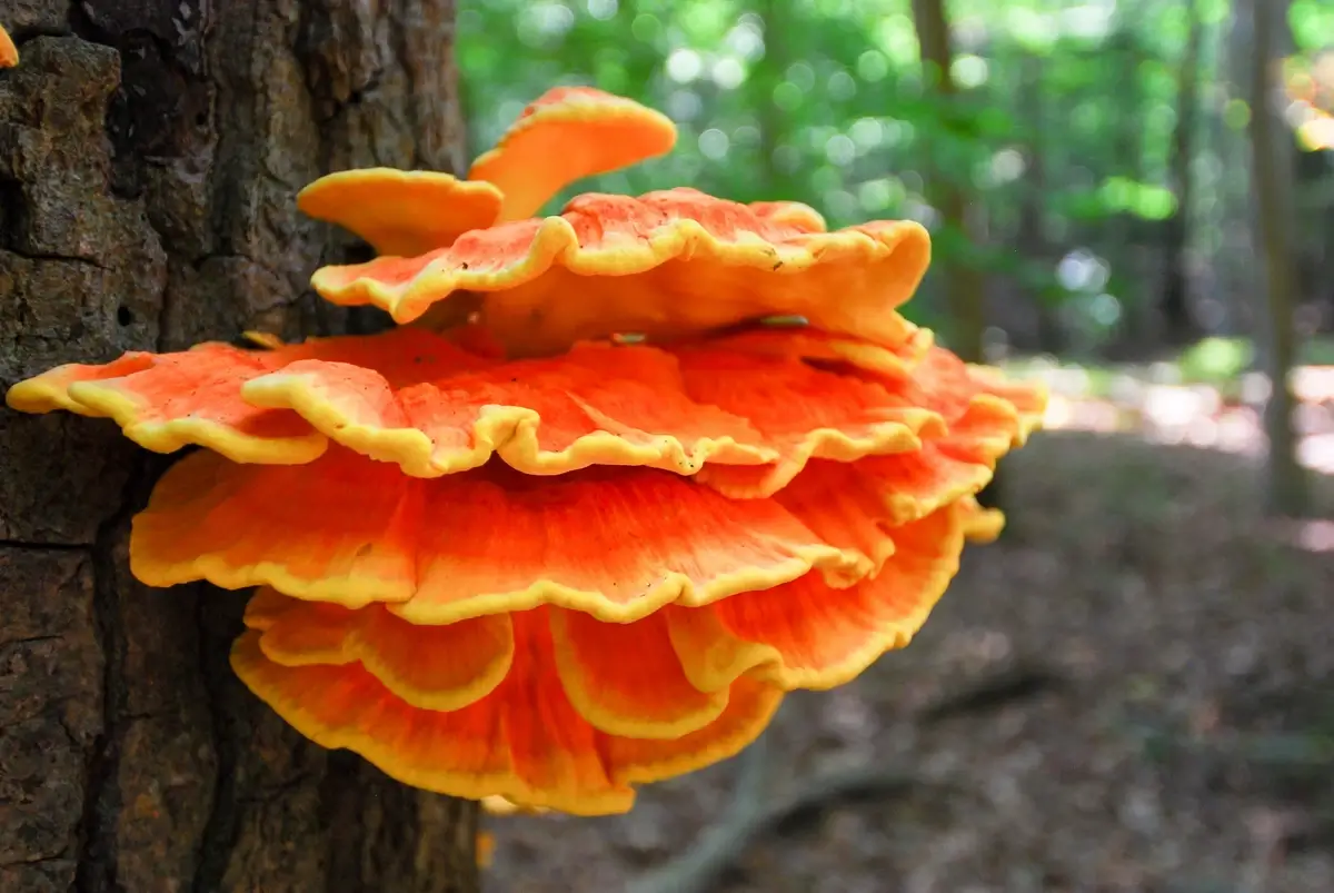 Chicken of the woods mushroom in a natural setting