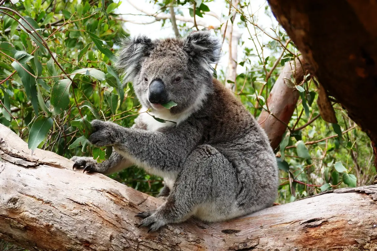 Close-up of a koala eating eucalyptus leaves