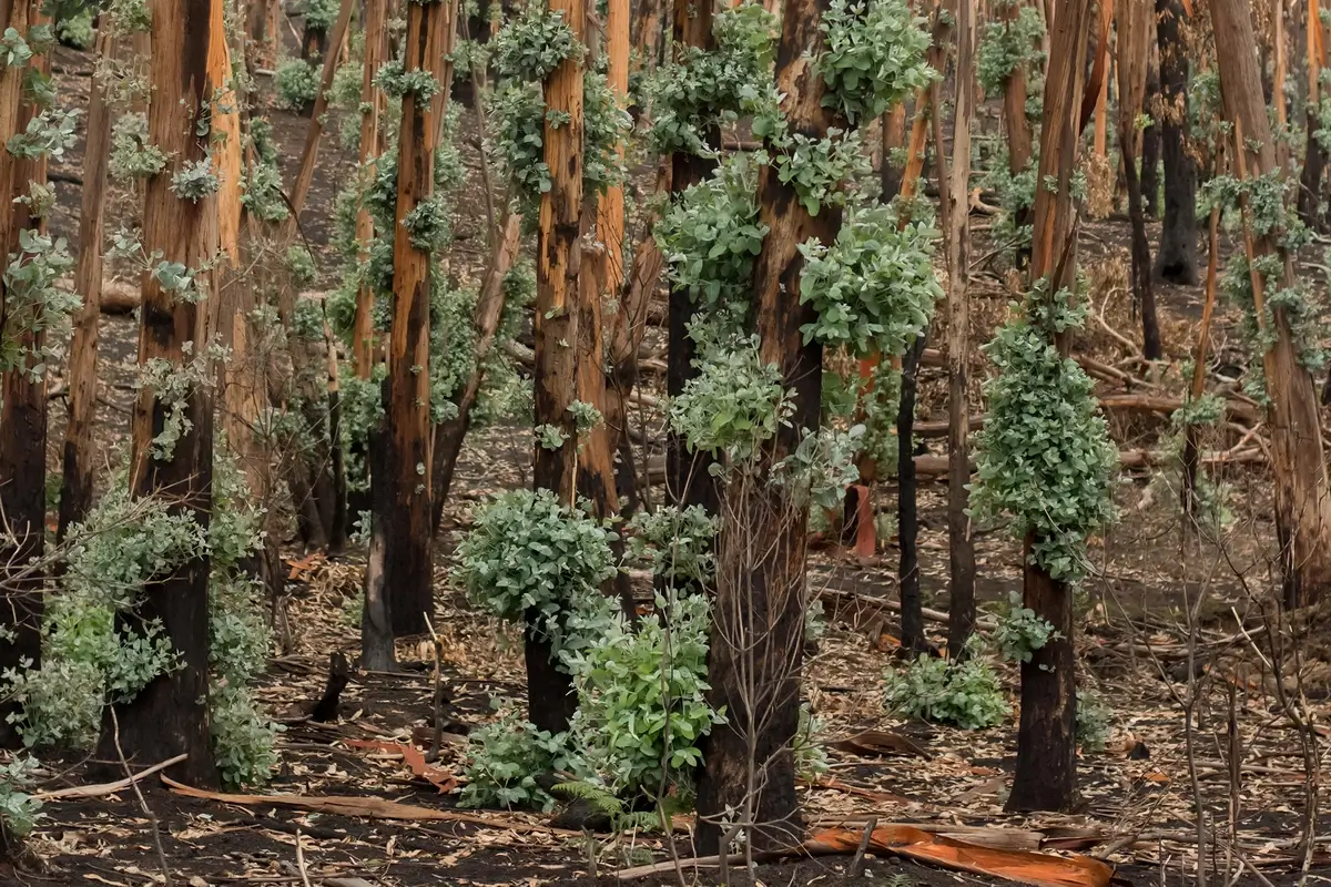 Eucalyptus trees regeneration after wildfire