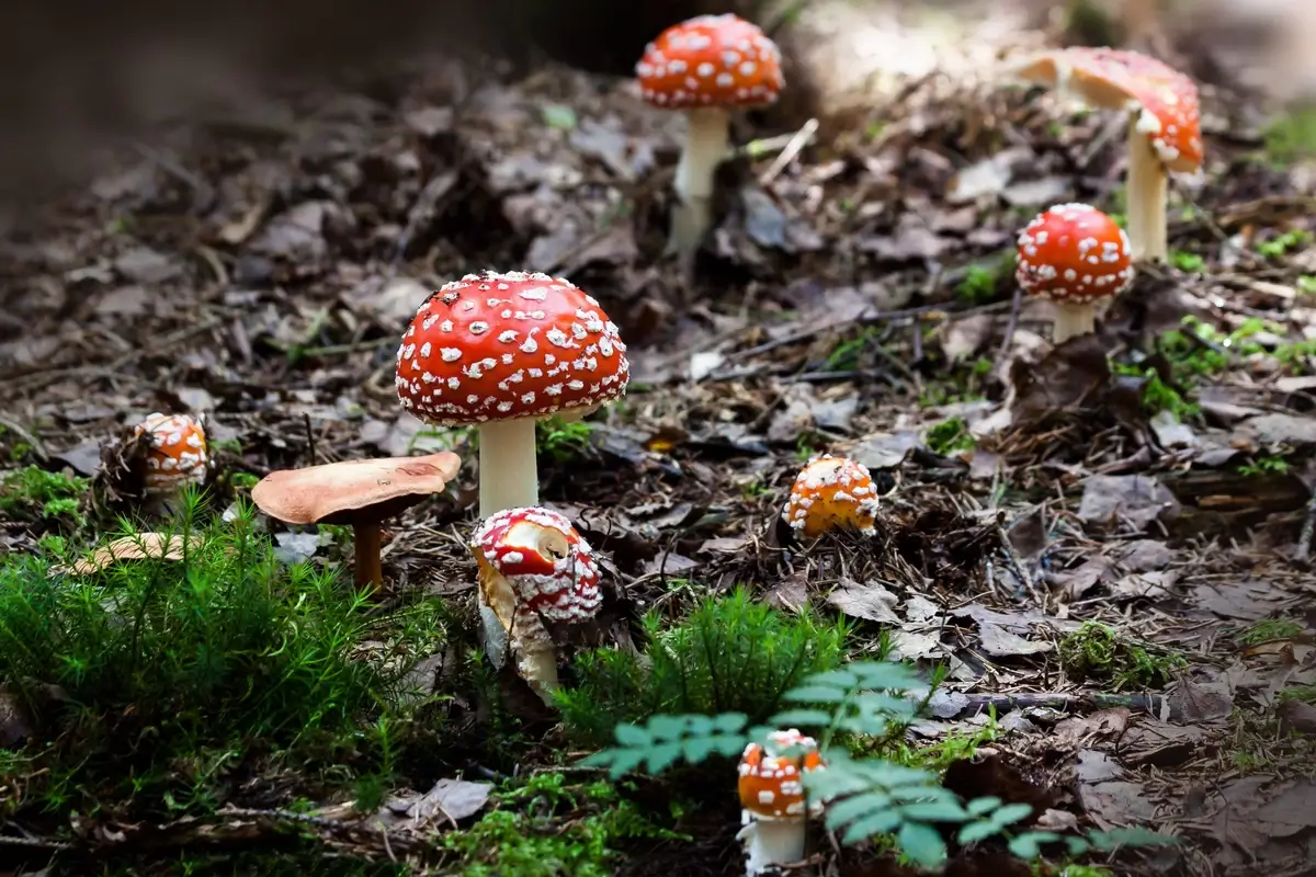 Fly agarics are poisonous mushrooms