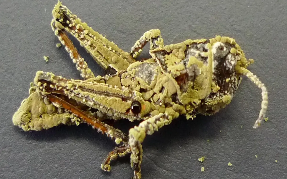 Locust killed by Metarhizium anisopliae