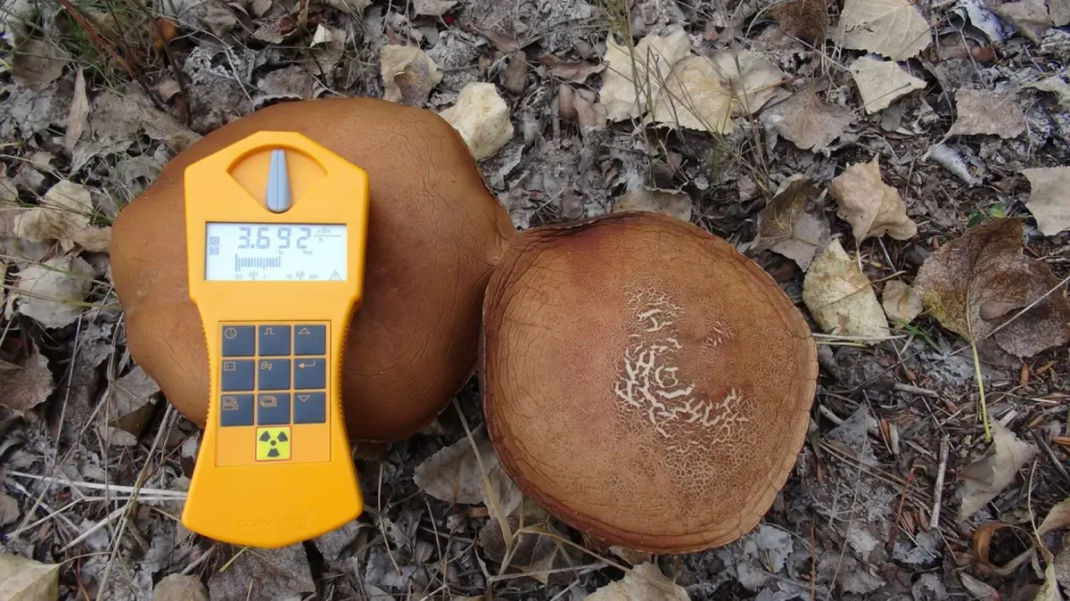 Mushrooms in Chernobyl