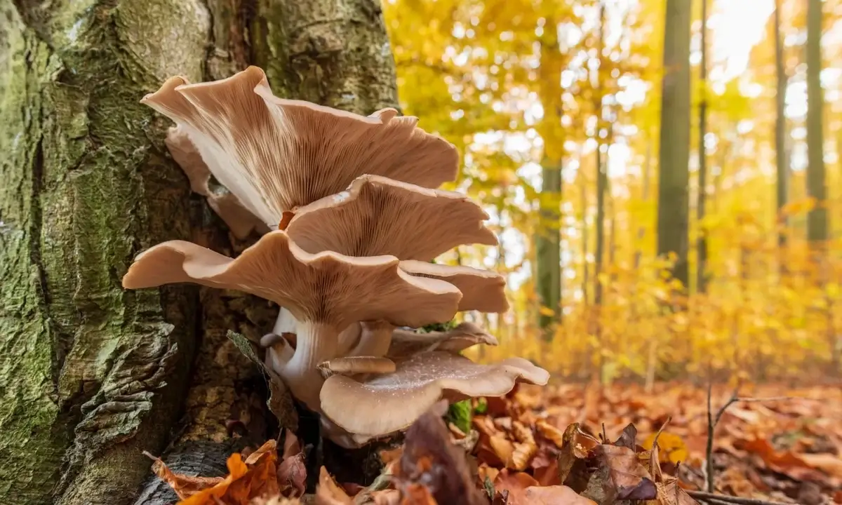 Oyster mushrooms used in bioremediation projects