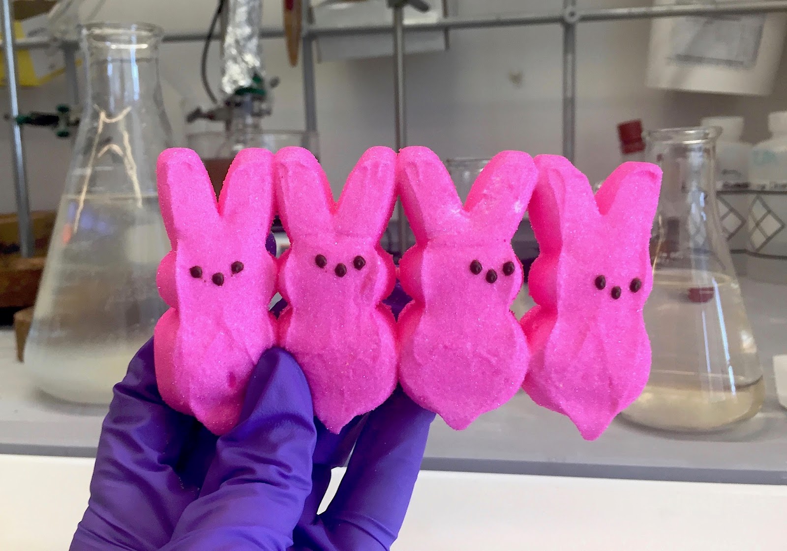 Peeps in a classroom science experiment